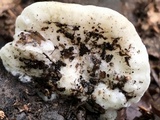 Tyromyces chioneus image