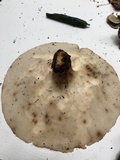 Polyporus tuberaster image
