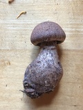 Cortinarius squamulosus image