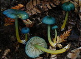 Entoloma viridomarginatum image