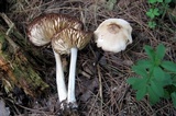 Marasmius nigrodiscus image
