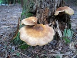 Tapinella atrotomentosa image