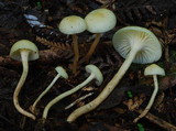 Hygrophorus salmonipes image