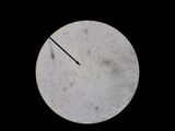 Amanita sect. Vaginatae image
