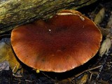 Gymnopilus dilepis image
