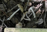 Entoloma griseum image