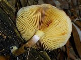 Gymnopilus dilepis image
