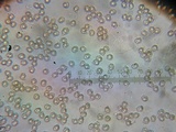 Entoloma griseum image