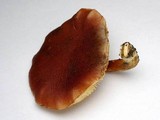 Gymnopilus dilepis image