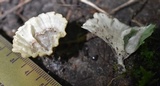 Cotylidia diaphana image