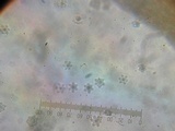 Cotylidia diaphana image