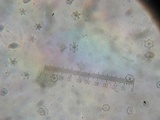 Cotylidia diaphana image
