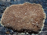 Fuscoporia ferrea image