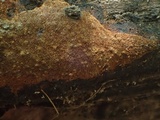 Fuscoporia ferrea image