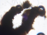 Fuscoporia ferrea image