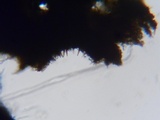 Fuscoporia ferrea image