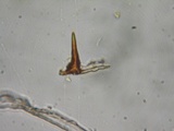 Fuscoporia ferrea image