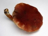 Gymnopilus dilepis image