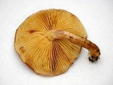 Gymnopilus dilepis image