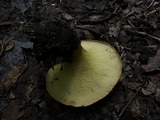 Boletinellus merulioides image