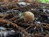 Inocybe unicolor image