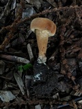 Inocybe unicolor image