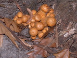 Gymnopilus ventricosus image