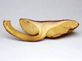Gymnopilus dilepis image
