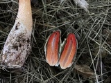 Mutinus elegans image