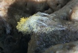 Syzygites megalocarpus image