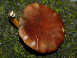Gymnopilus dilepis image