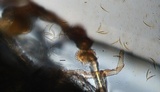 Syzygites megalocarpus image