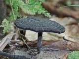 Amauroderma rugosum image