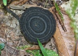 Amauroderma rugosum image