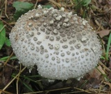 Amanita onusta image