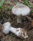 Amanita onusta image