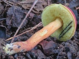 Hortiboletus campestris image