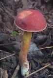 Hortiboletus campestris image