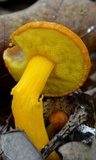 Aureoboletus auriflammeus image