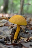 Aureoboletus auriflammeus image
