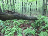 Ceratiomyxa fruticulosa var. fruticulosa image
