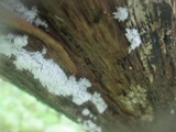 Ceratiomyxa fruticulosa var. fruticulosa image