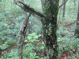 Mycena corticola image