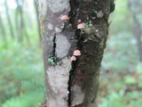 Mycena corticola image