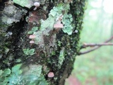 Mycena corticola image