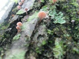 Mycena corticola image