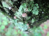 Mycena corticola image