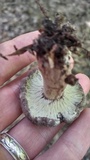 Russula compacta image