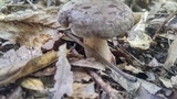 Russula compacta image
