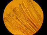 Pseudoplectania nigrella image